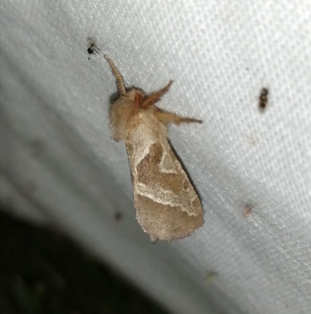 Triodia sylvina - kis gyökérrágólepke