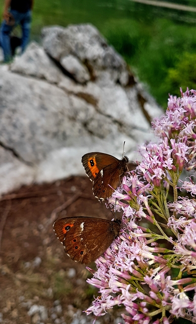 Erebia ligea - fehércsíkú szerecsenlepke