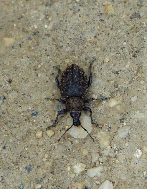 Otiorhynchus ligustici - vincellér-gyalogormányos