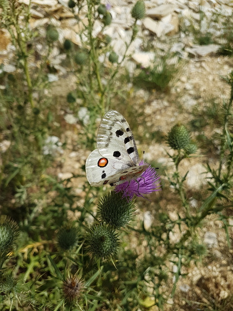 Parnassius apollo - Apollólepke