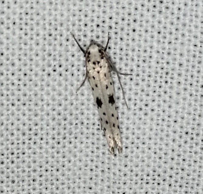 Yponomeuta plumbella - pókhálós bengemoly
