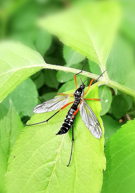 Ctenophora guttata