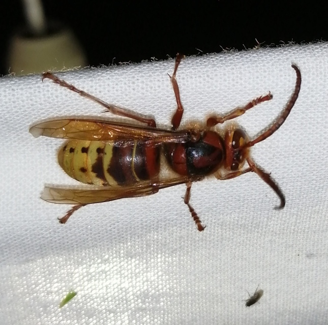 Vespa crabro - lódarázs