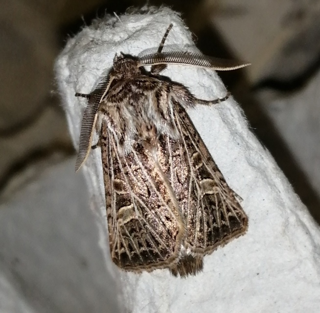 Tholera decimalis - közönséges fésűsbagoly