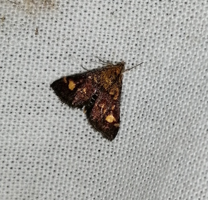 Pyrausta aurata - aranyló bíbormoly