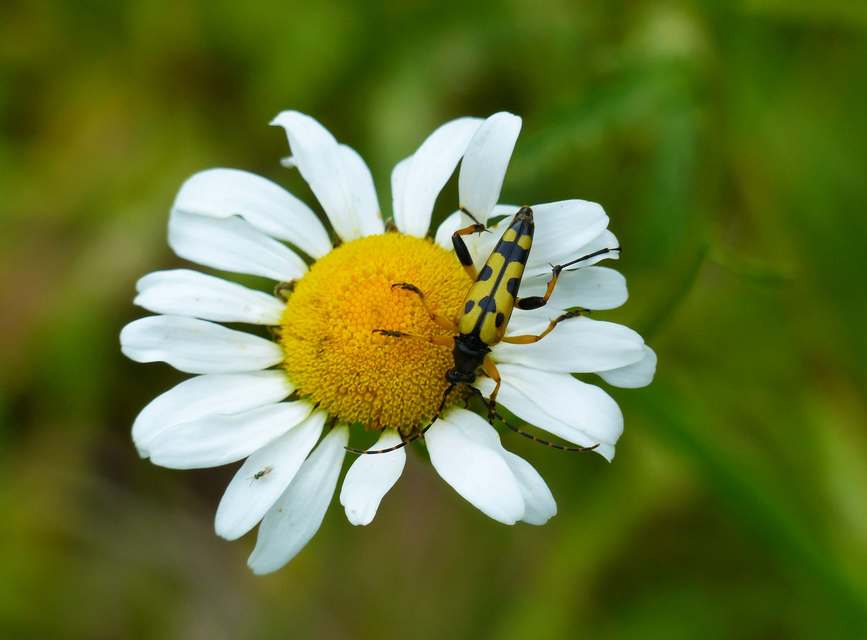 Rutpela maculata - tarkacsápú karcsúcincér