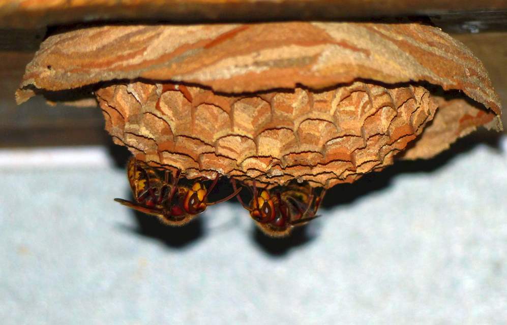 Vespa crabro - lódarázs