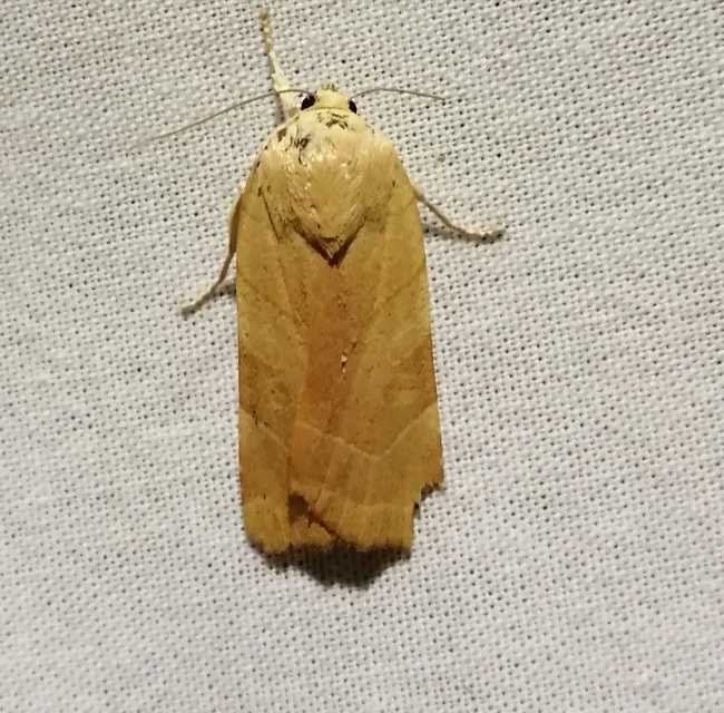 Noctua fimbriata - szélessávú sárgafűbagoly