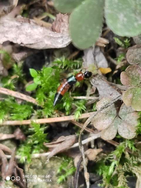 Paederus