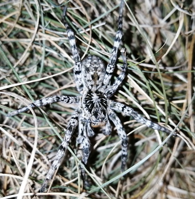 Lycosa singoriensis - szongáriai cselőpók