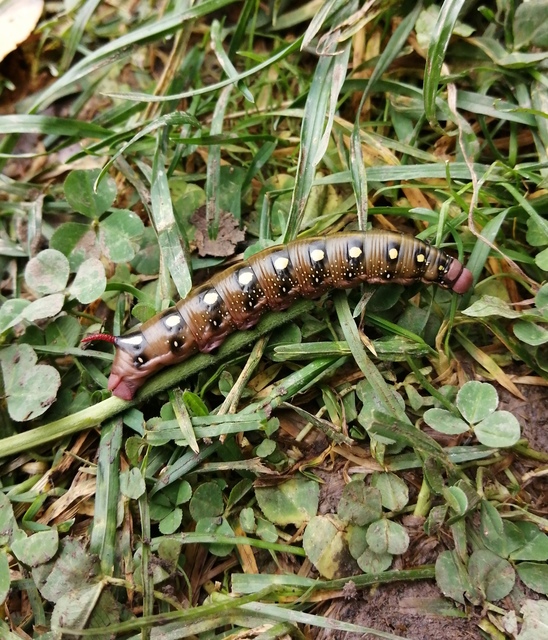 Hyles gallii - galajszender
