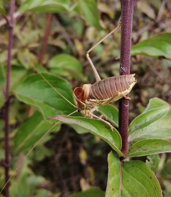 Ephippiger ephippiger - nyergesszöcske