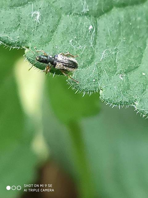 Polydrusus viridicinctus - zöldöves lombormányos