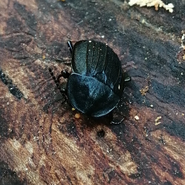 Phosphuga atrata - bordás csigarabló