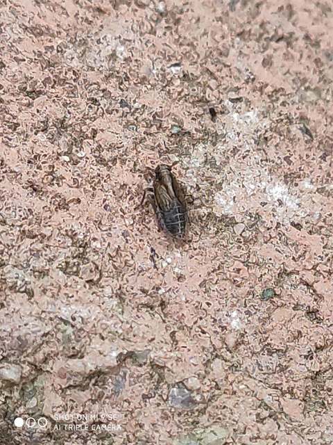 Delphacidae - sarkantyús kabócák