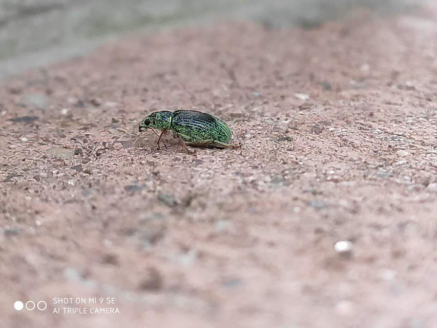 Polydrusus formosus - selymes lombormányos