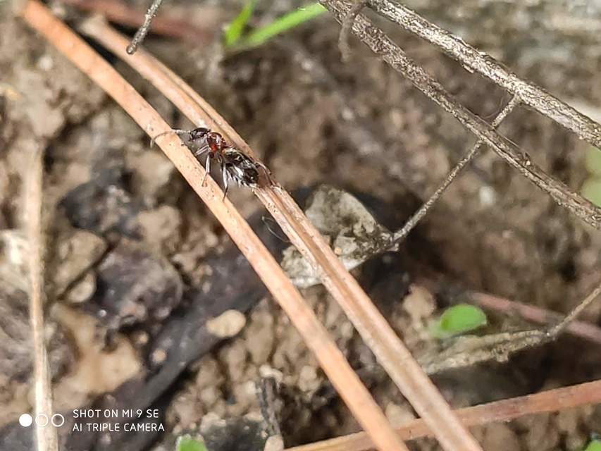 Anthelephila pedestris - hangyaszerű fürgebogár