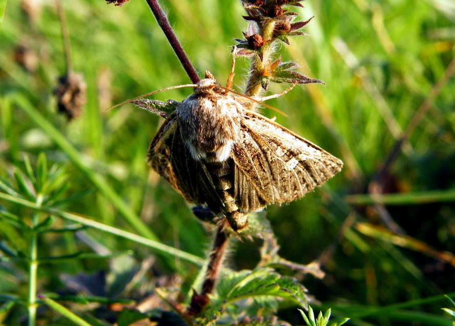 Tholera decimalis - közönséges fésűsbagoly
