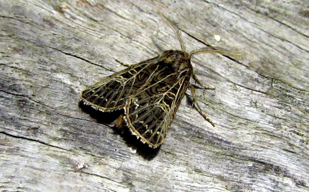 Tholera decimalis - közönséges fésűsbagoly