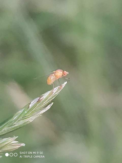 Lauxaniidae - pudvalegyek