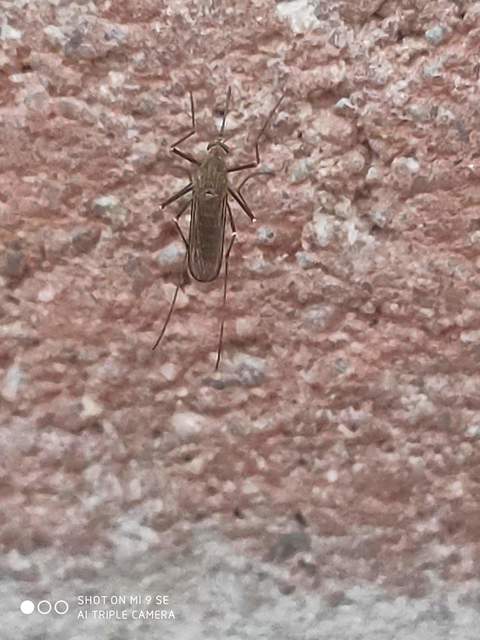 Culicidae - csípőszúnyogok