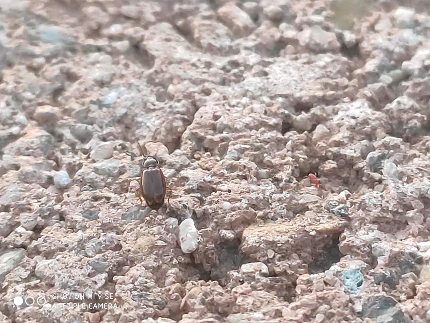 Trechus quadristriatus - közönséges fürgefutonc