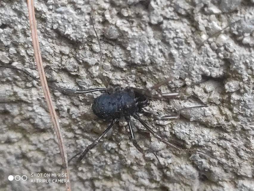 Egaenus convexus