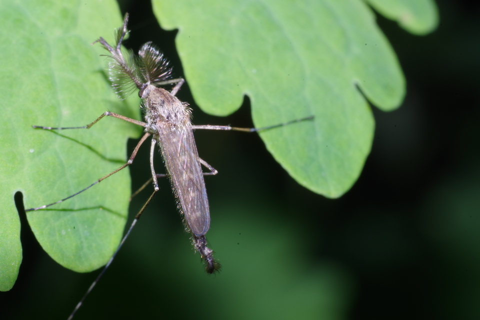 Culicidae - csípőszúnyogok
