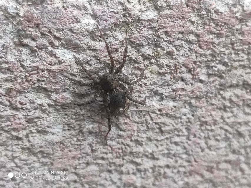 Pardosa hortensis