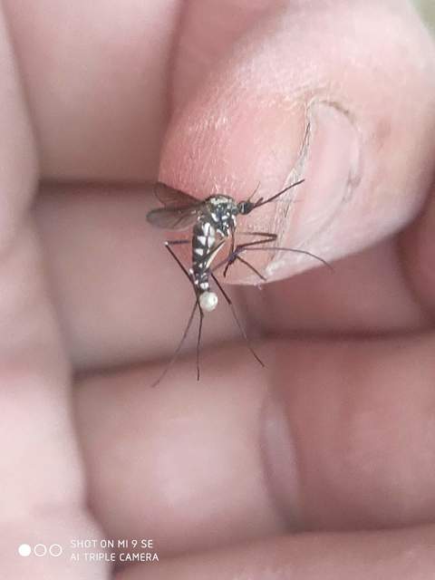 Ochlerotatus geniculatus - díszes szúnyog