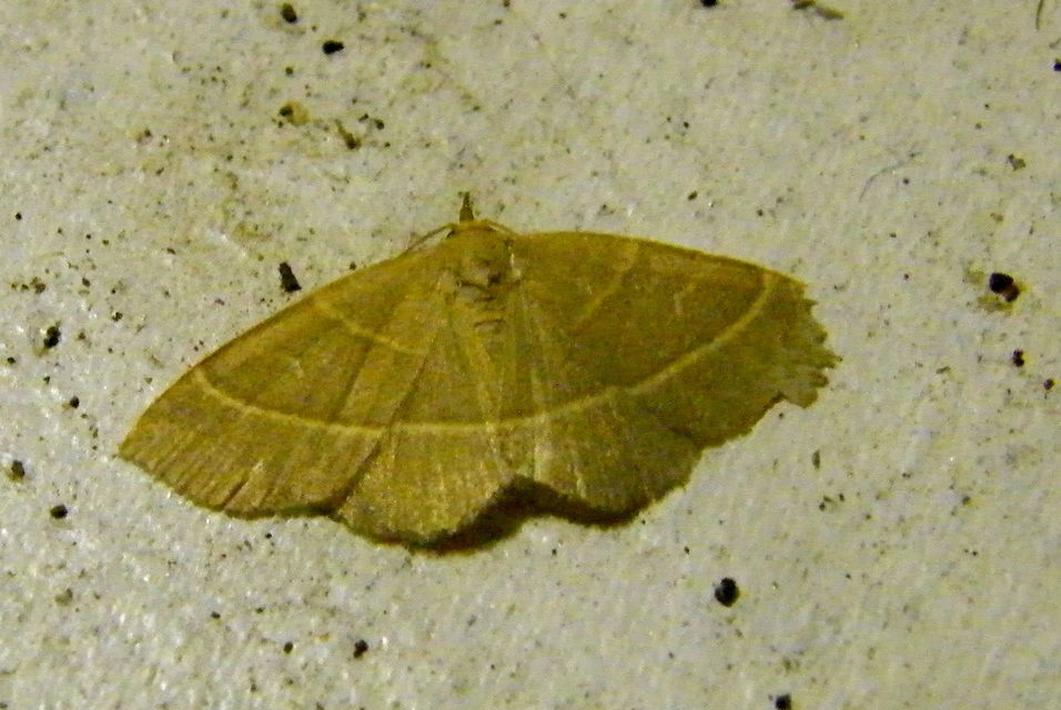Trisateles emortualis - sárgacsíkos karcsúbagoly