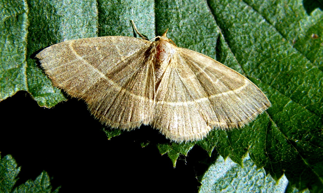 Trisateles emortualis - sárgacsíkos karcsúbagoly