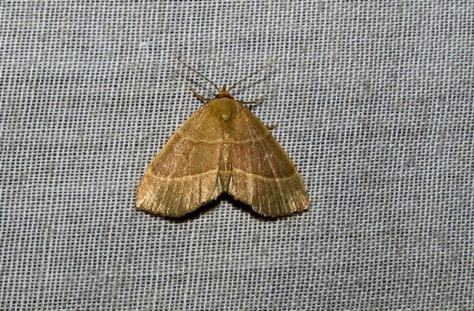 Trisateles emortualis - sárgacsíkos karcsúbagoly