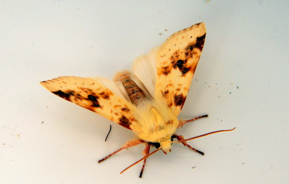 Cirrhia icteritia - nyárfa-sárgabagoly