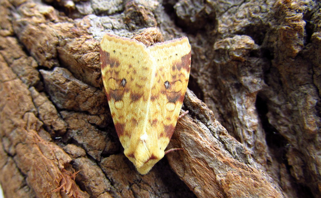 Cirrhia icteritia - nyárfa-sárgabagoly