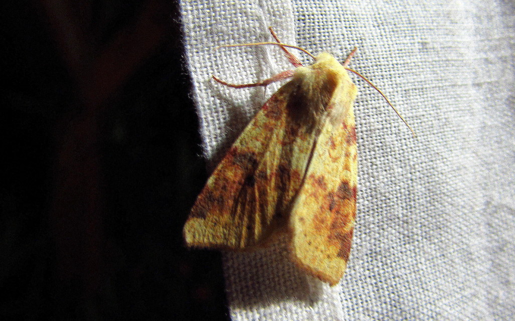 Cirrhia icteritia - nyárfa-sárgabagoly