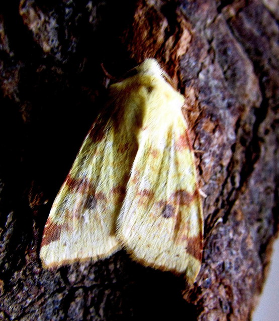 Cirrhia icteritia - nyárfa-sárgabagoly