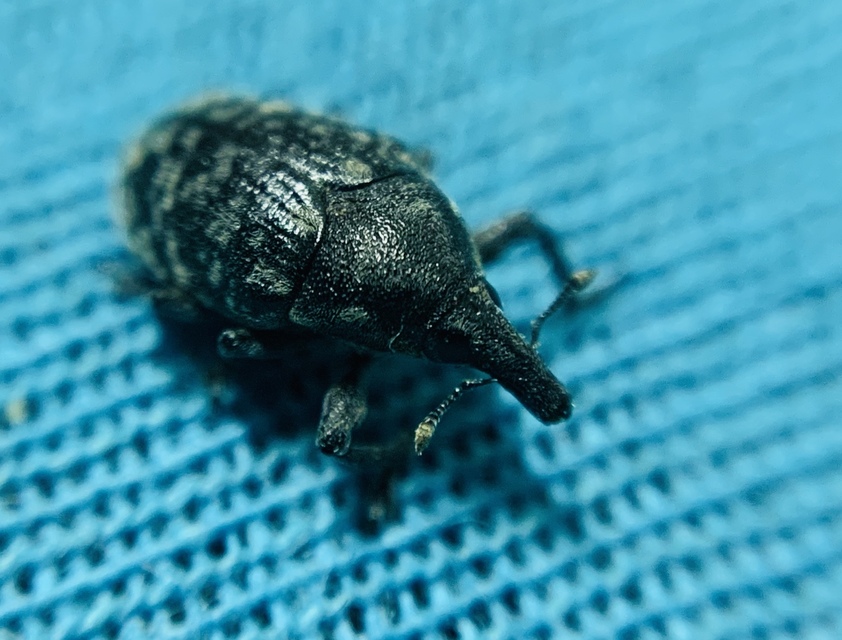 Larinus turbinatus - kúposorrú púderbarkó