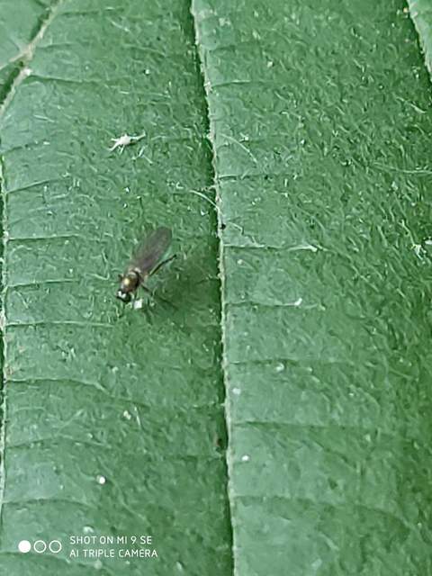 Dolichopodidae - szúnyoglábú legyek