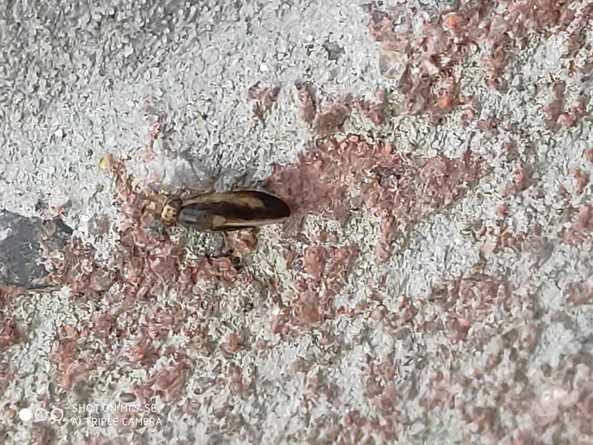 Peplomyza