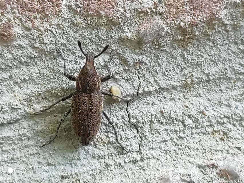 Rhabdorrhynchus echii - kígyósziszbarkó