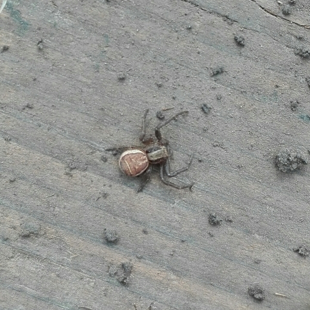 Xysticus ulmi - cserje-karolópók