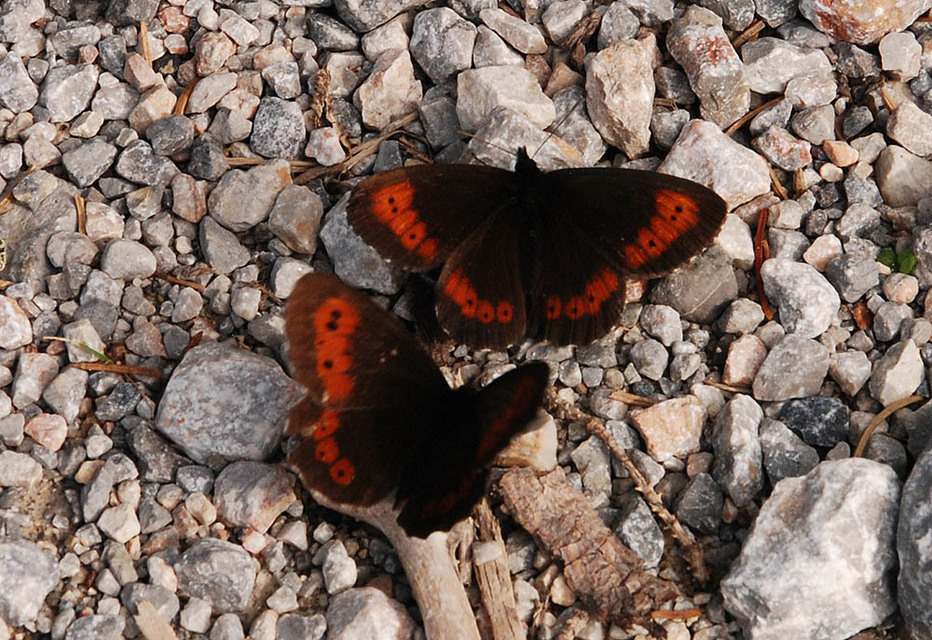 Erebia