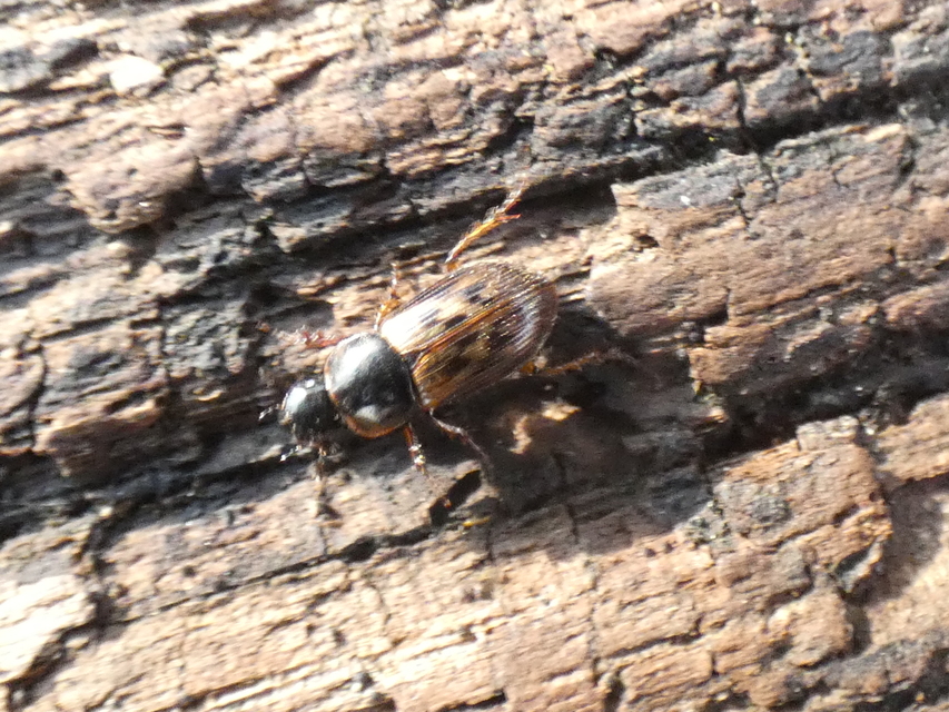 Aphodius obliteratus - sötétjegyű trágyabogár