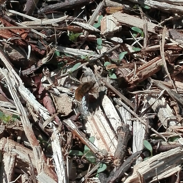 Bombylius major - szegélyes pöszörlégy
