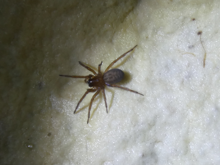 Amaurobius