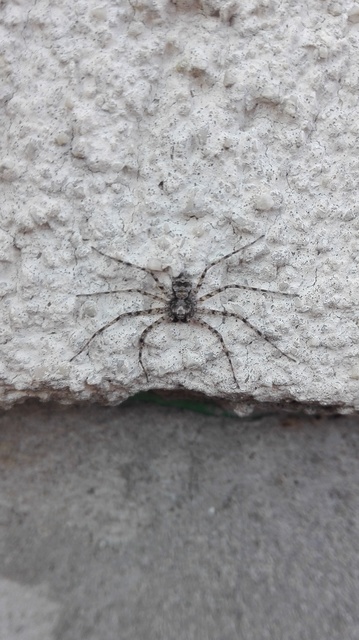 Philodromus poecilus - cifra karolópók