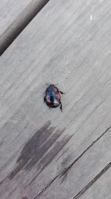 Hister quadrimaculatus - közönséges sutabogár