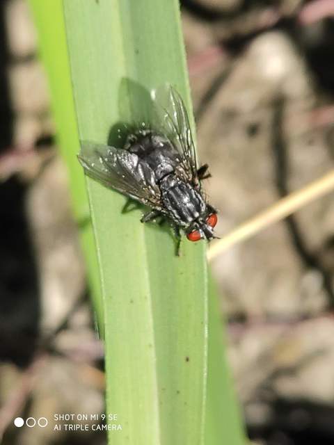 Sarcophagidae - húslégyfélék