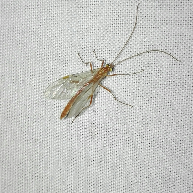 Ophion minutus